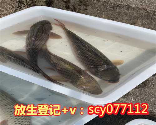 江西放生仪轨音频,江西周边哪里最适合放生红鲤鱼,江西市区去哪里放生好